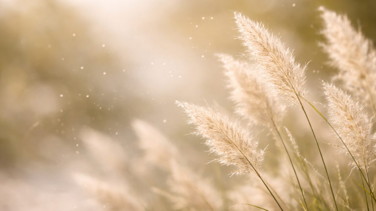 Frühlingspollen und Gräser bei Allergie und Heuschnupfen – Zusammenhang mit Darm und Immunsystem